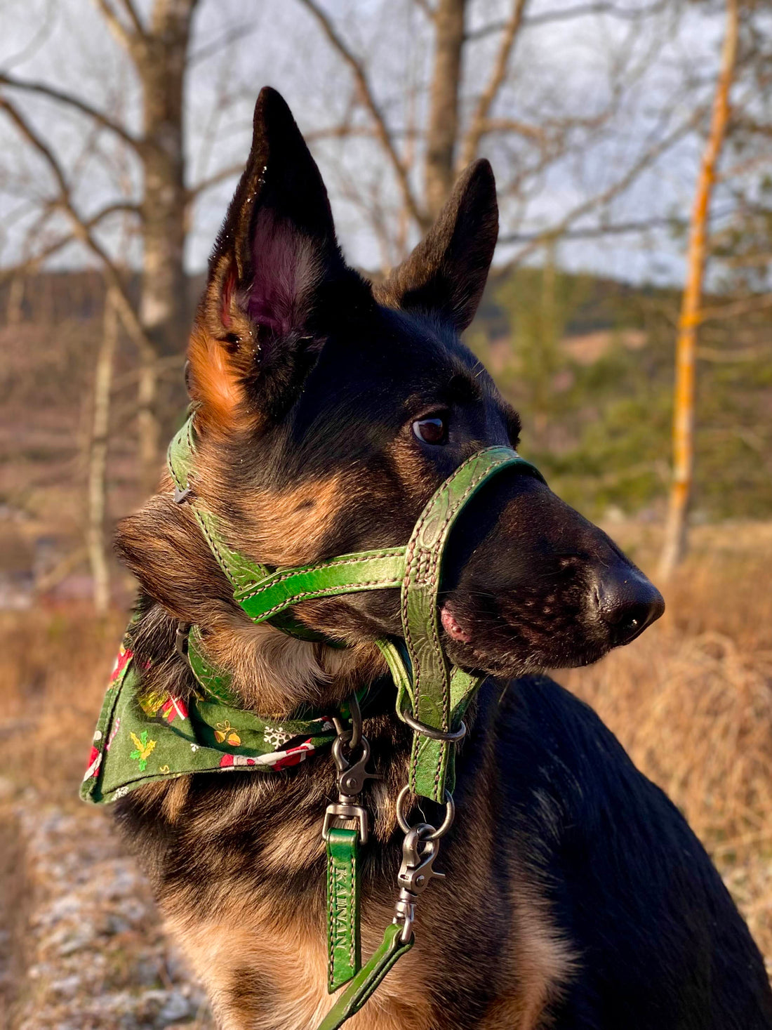 German Shepard Dog wearing the Custom Collar, Leash and Halter Set